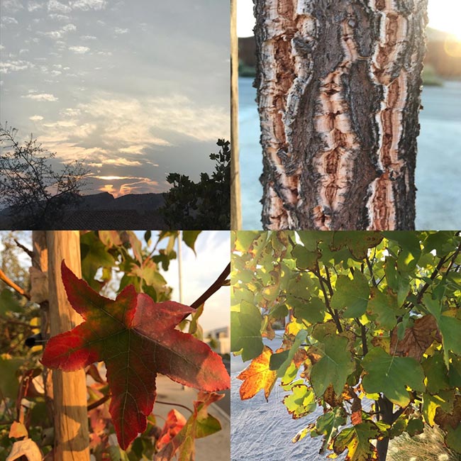 inspiración de la naturaleza carolina onetto